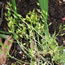Draba alpina glacialis